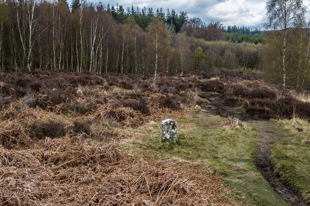 Primrose Woods